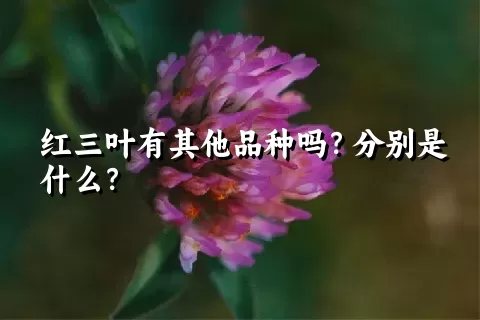 红三叶有其他品种吗？分别是什么？