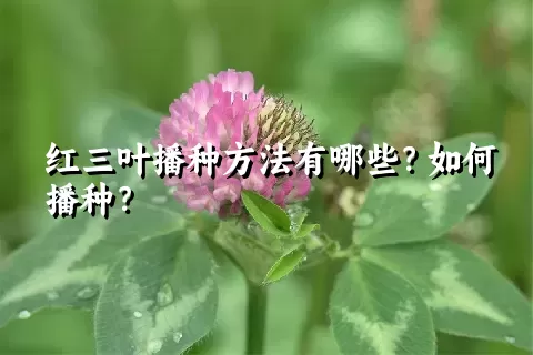 红三叶播种方法有哪些？如何播种？