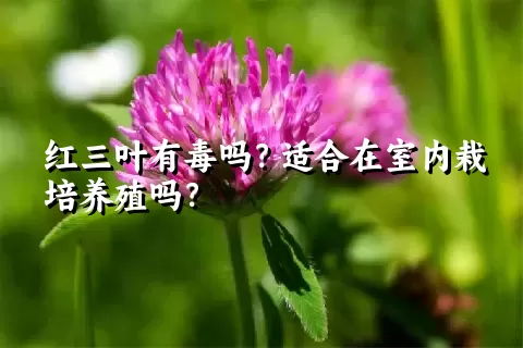 红三叶有毒吗？适合在室内栽培养殖吗？