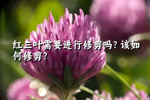 红三叶需要进行修剪吗？该如何修剪？