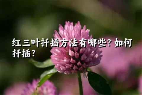 红三叶扦插方法有哪些？如何扦插？