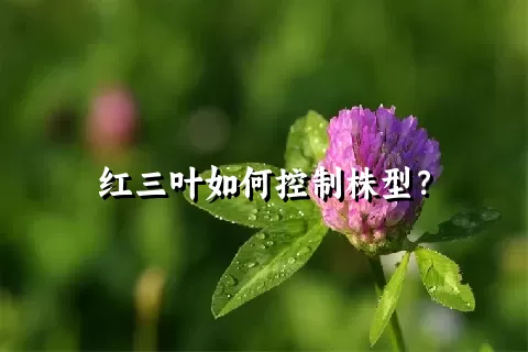 红三叶如何控制株型？