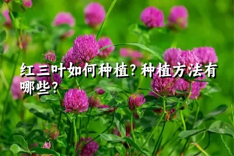 红三叶如何种植？种植方法有哪些？