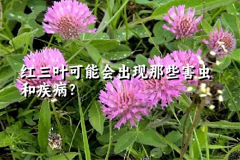 红三叶可能会出现那些害虫和疾病？