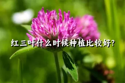 红三叶什么时候种植比较好？