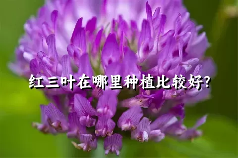 红三叶在哪里种植比较好？