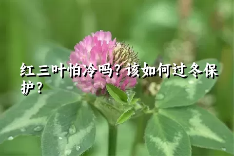 红三叶怕冷吗？该如何过冬保护？