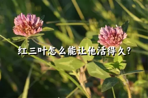 红三叶怎么能让他活得久？