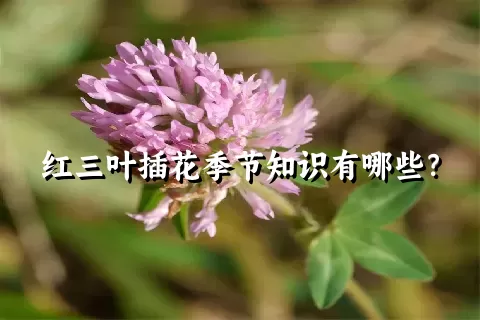 红三叶插花季节知识有哪些？