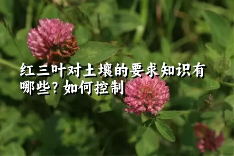 红三叶对土壤的要求知识有哪些？如何控制