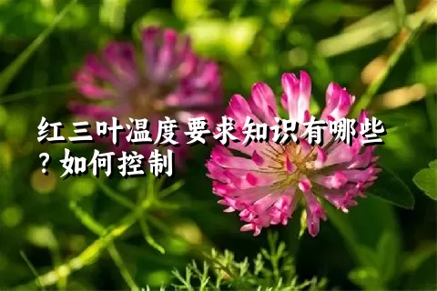 红三叶温度要求知识有哪些？如何控制