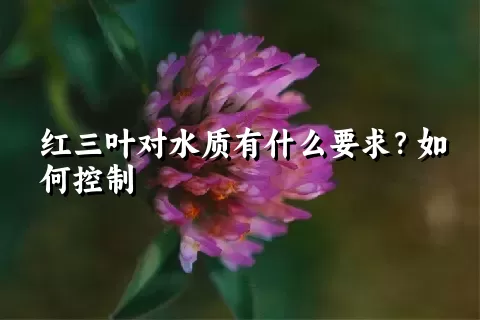 红三叶对水质有什么要求？如何控制