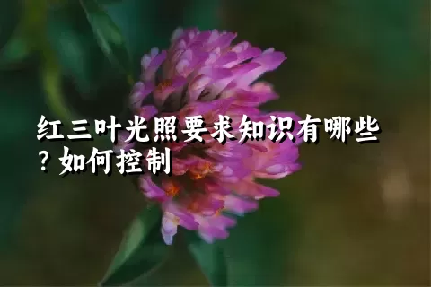 红三叶光照要求知识有哪些？如何控制