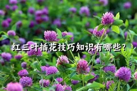 红三叶插花技巧知识有哪些？