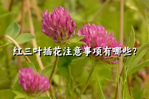 红三叶插花注意事项有哪些？