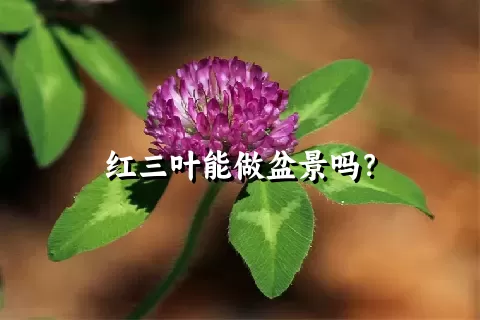 红三叶能做盆景吗？