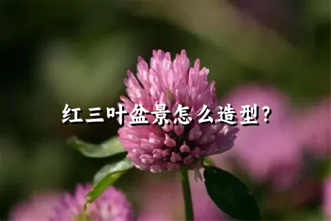 红三叶盆景怎么造型？