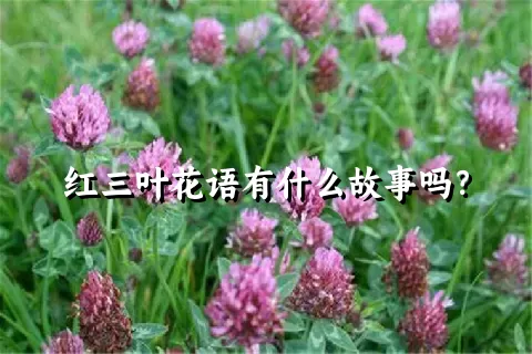 红三叶花语有什么故事吗？