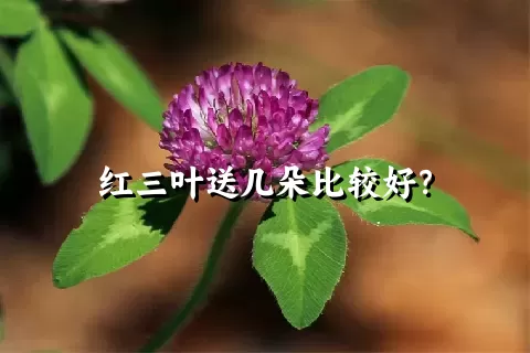 红三叶送几朵比较好？