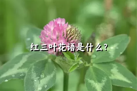 红三叶花语是什么？