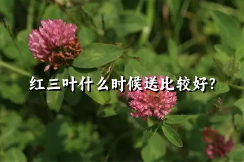 红三叶什么时候送比较好？