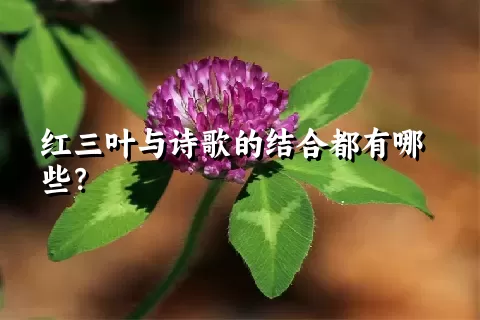 红三叶与诗歌的结合都有哪些？