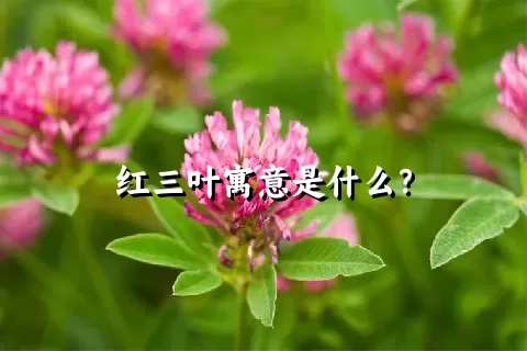 红三叶寓意是什么？