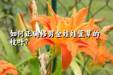 如何正确修剪金娃娃萱草的枝叶？