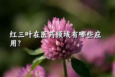 红三叶在医药领域有哪些应用？