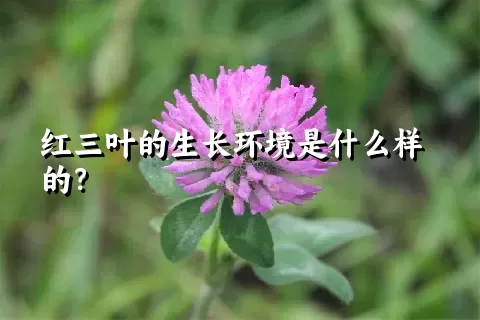 红三叶的生长环境是什么样的？