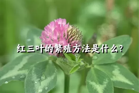 红三叶的繁殖方法是什么？