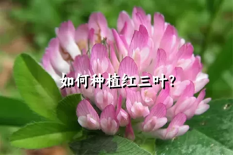 如何种植红三叶？