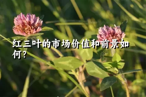 红三叶的市场价值和前景如何？