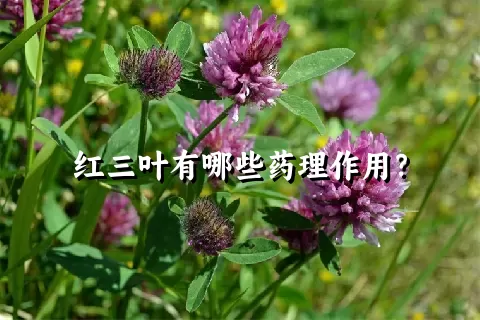 红三叶有哪些药理作用？