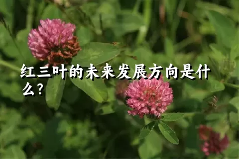 红三叶的未来发展方向是什么？