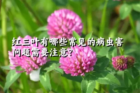 红三叶有哪些常见的病虫害问题需要注意？