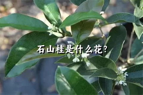 石山桂是什么花？