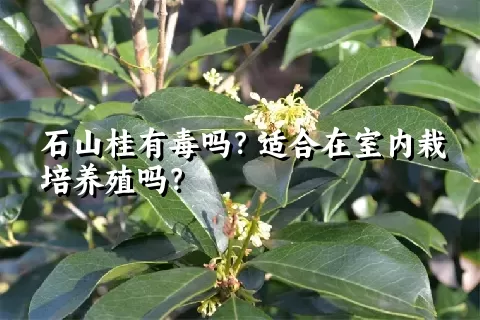 石山桂有毒吗？适合在室内栽培养殖吗？