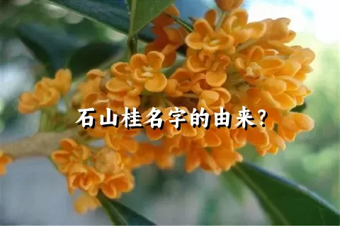 石山桂名字的由来？