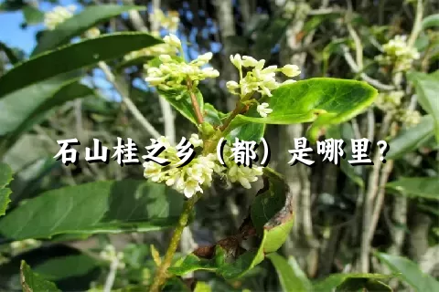 石山桂之乡（都）是哪里？