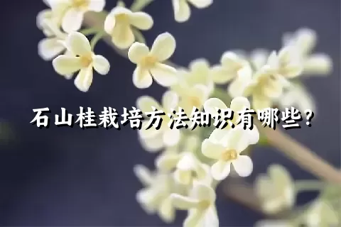 石山桂栽培方法知识有哪些？