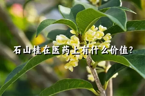 石山桂在医药上有什么价值？