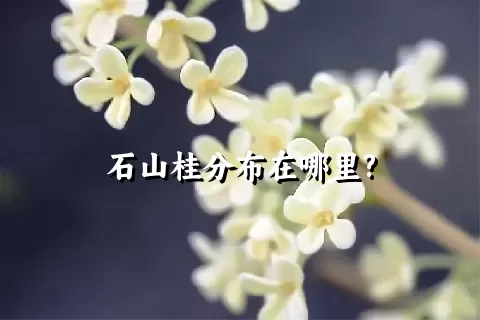 石山桂分布在哪里?