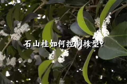 石山桂如何控制株型？