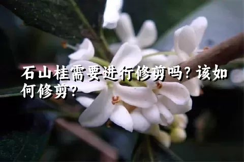 石山桂需要进行修剪吗？该如何修剪？