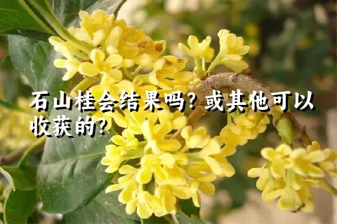 石山桂会结果吗？或其他可以收获的？