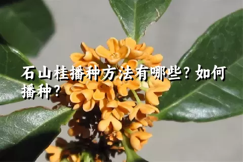 石山桂播种方法有哪些？如何播种？