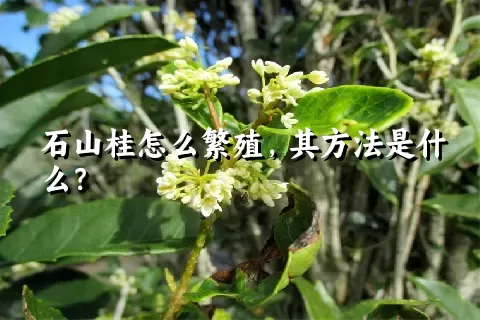 石山桂怎么繁殖，其方法是什么？