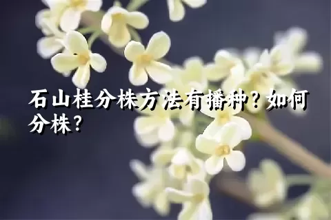 石山桂分株方法有播种？如何分株？