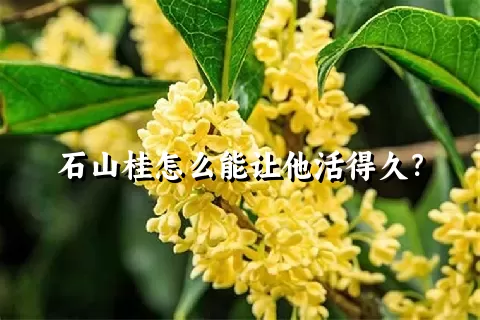 石山桂怎么能让他活得久？